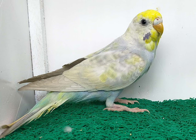 Dilute Budgerigar in Bangladesh