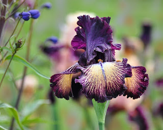 bunga iris melambangkan