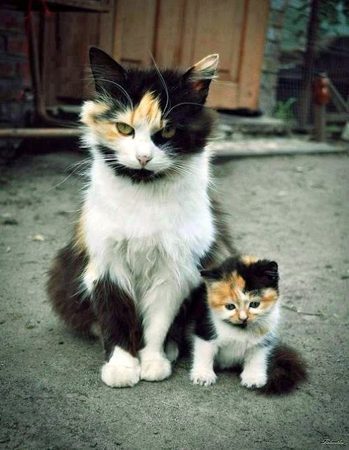 Calico cat and her offspring