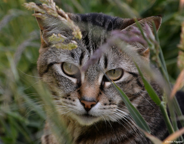 tabby cat hiding in grass photo