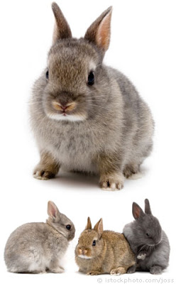 กระต่ายตัวเล็กที่สุดในโลก