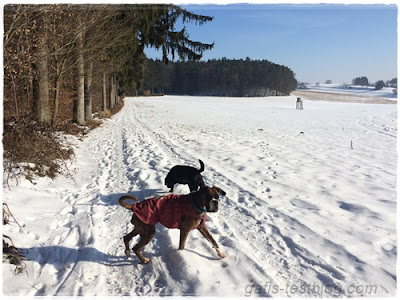 Boxer Amy und Labbi Paula am Waldrand