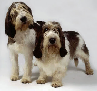 Grand Basset Griffon Vendéen Dog 