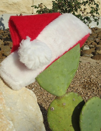 Christmas Cactus