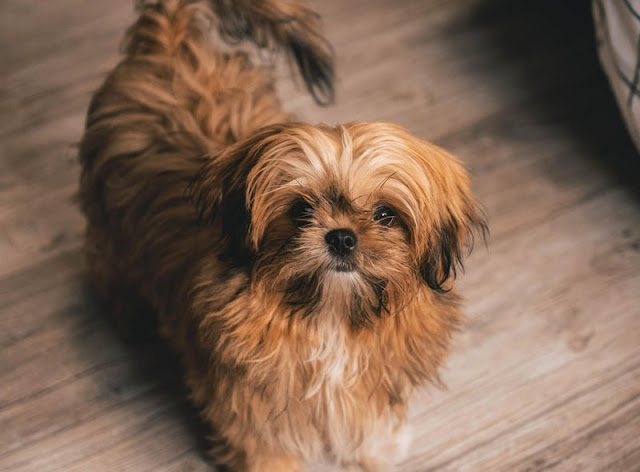 Shih tzu que não gosta de coleira