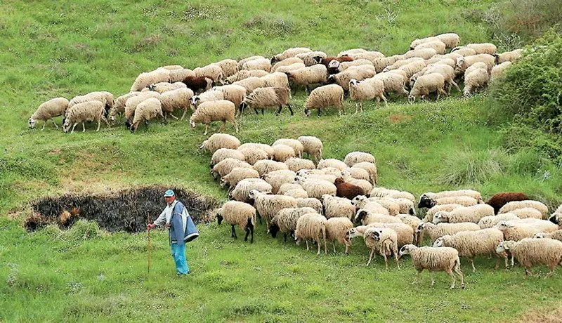 Κτηνοτροφικοί Σύλλογοι ΑΜ-Θ: Καταρροϊκός πυρετός 2014 και 2020, σαν να μην πέρασε μια μέρα