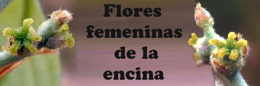 Flores femeninas