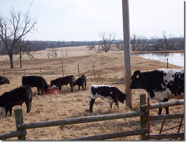 cows 010
