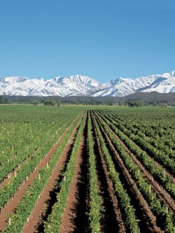 mendoza argentina