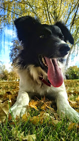 Ali, a rescue dog, border collie breed