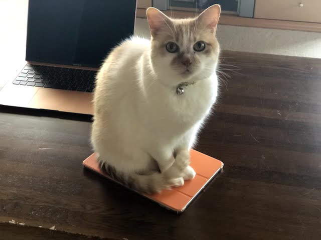 猫 on the iPad