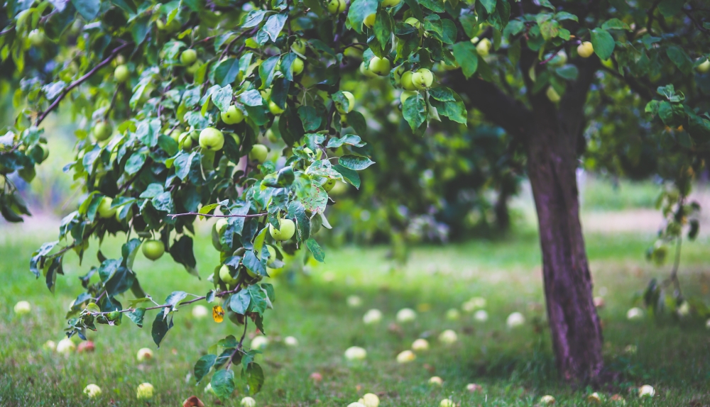 https://www.saintmaximeantony.org/2019/07/un-ete-avec-laudato-si-louer-et.html