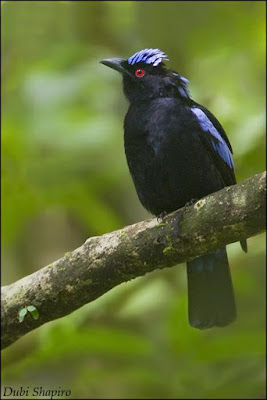 Philippine Fairy-bluebird