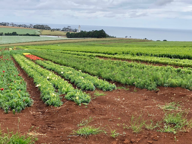 Table Cape lighthouse tulip farms