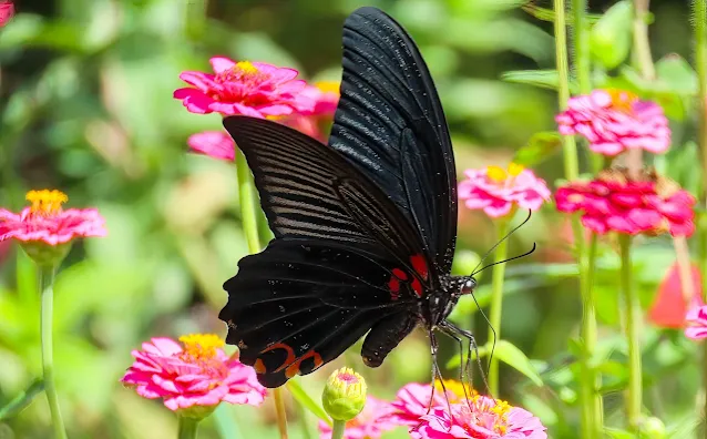 ヒャクニチソウの蜜を吸う黒アゲハ