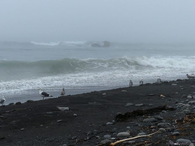 sea gulls beside the waves