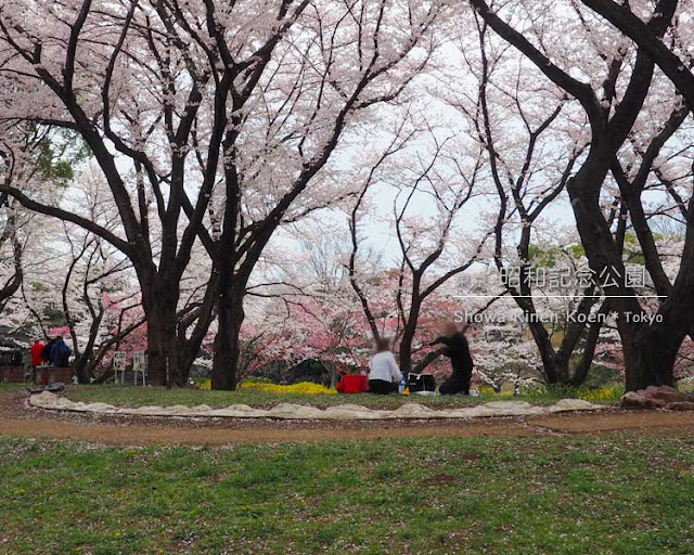 昭和記念公園の桜