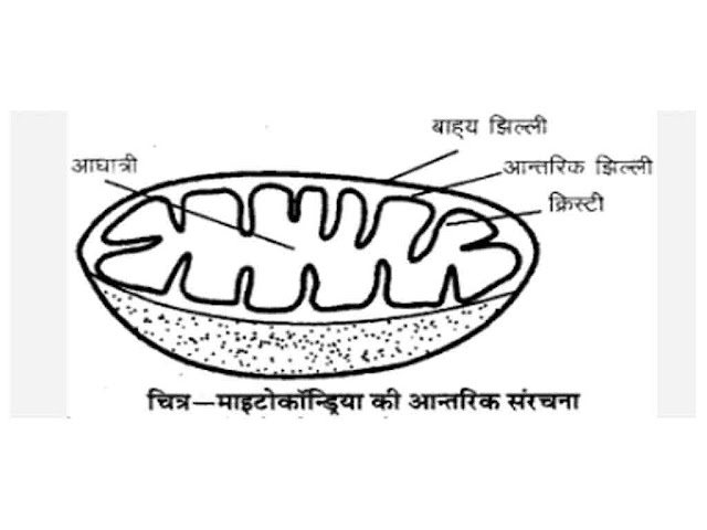 माइटोकॉण्ड्रिया परासंरचना कार्य महत्वपूर्ण जानकारी  | MITOCHONDRIA Details in Hindi