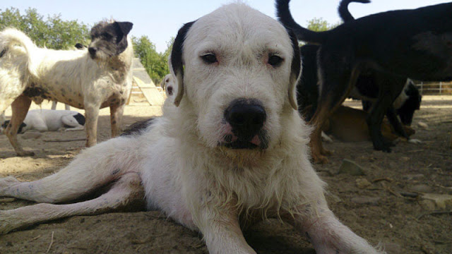 Tu pequeña ayuda es un gran paso hacia el bienestar de los perros sin hogar