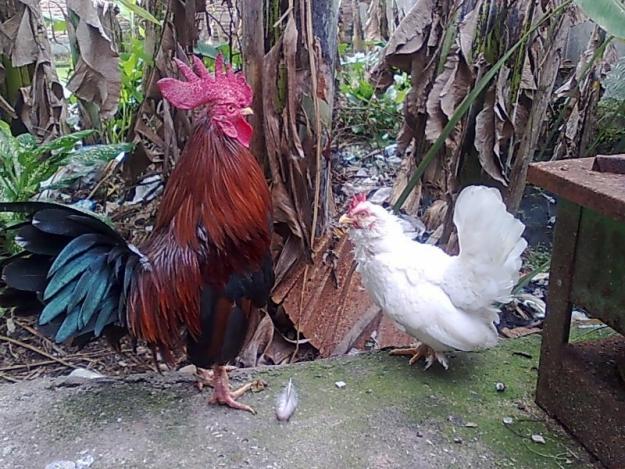 Foto Ayam  Hias  Ayam  Kate gambar  dan foto