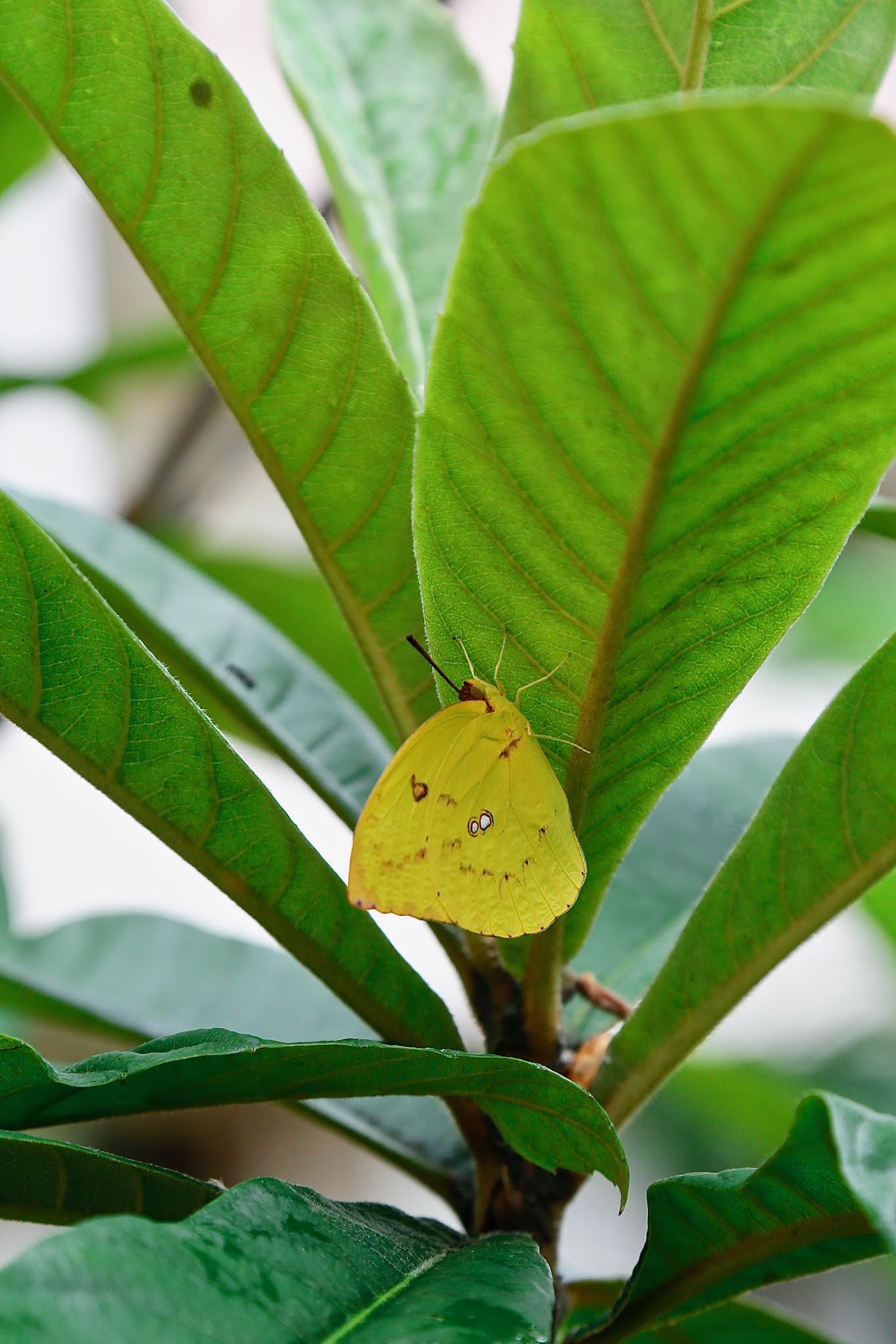 common butterflies of India with names, butterflies of koramangala, madivala, bangalore, India. high resolution, free