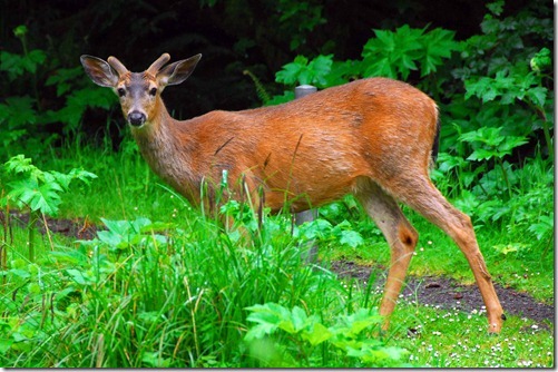 CD Deer