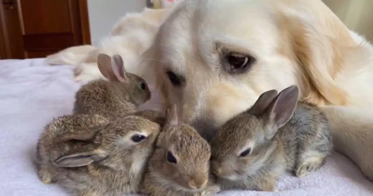 Video Shows 4 Adorable Baby Bunnies Who Now Think This Golden Retriever Is Their Mother