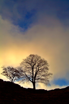 Sycamore Gap - Image © Andy Rosochacki