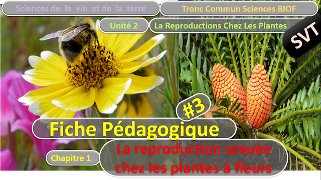Télécharger | Fiches Pédagogiques | Tronc commun  Sciences  > Reproduction sexuée chez les plantes à fleurs  (TCS Biof)  SVT  #3