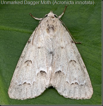 Unmarked Dagger Moth