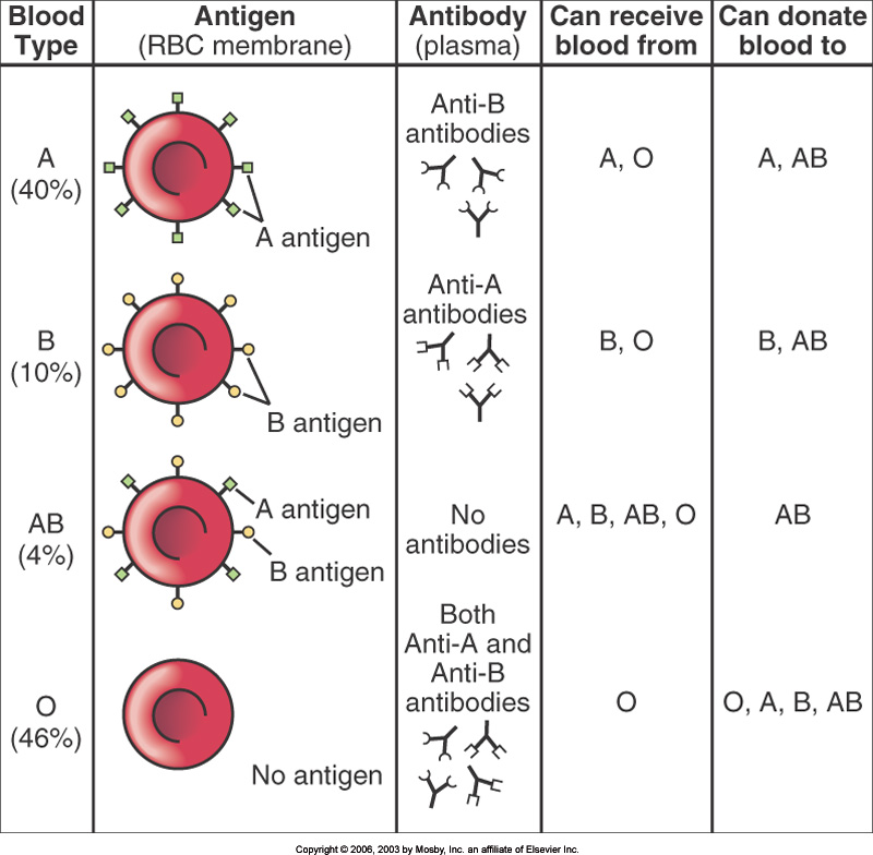 Brenda S A P Eportfolio Objective 21 Explain Abo Blood Types And Their Importance In Blood Transfusion