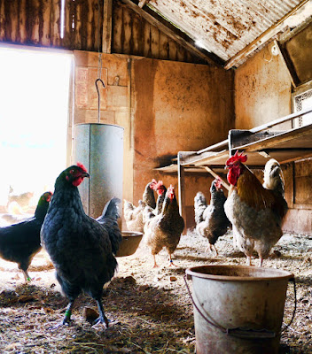 Chicken coops bed bugs