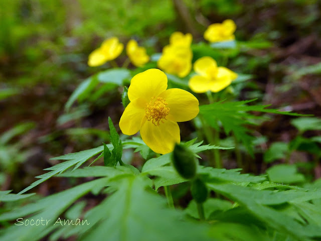 Hylomecon japonica