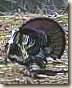 turkeystrutin-robert-pearson