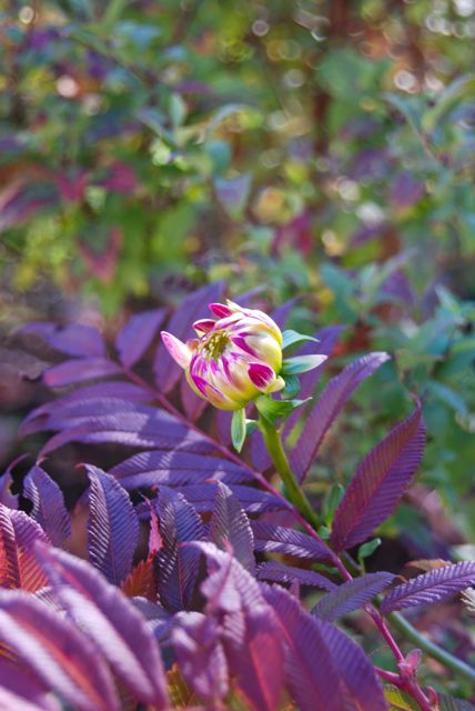 The last of the Dahila buds fin the Front Walk (photo taken Friday). False spirea, Sorbaria sorbifolia, surrounding the flower and seen in front of a proper spirea, Spirea 'Goldflame'.