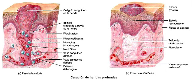 Piel epidermis curación de heridas cutáneas