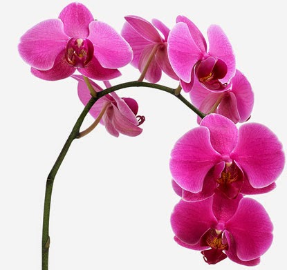 20 Gambar  Foto Bunga  Anggrek  Yang Cantik Ayeey com