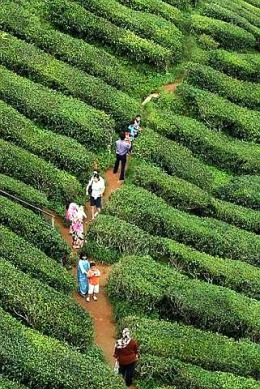 Bharat Tea Plantation