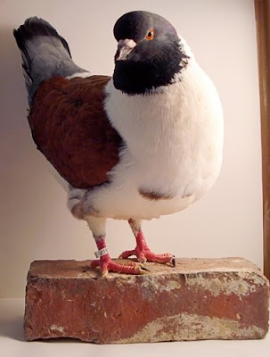 Gazzi Modena Pigeon