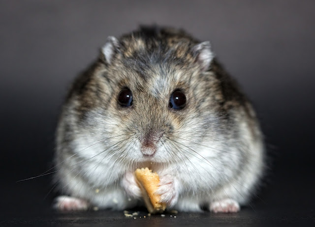       Campbell’s Dwarf Hamster