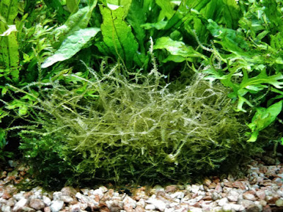 [最も好ましい] 水草 おもり 代用 149417-水槽 水草 おもり 代用