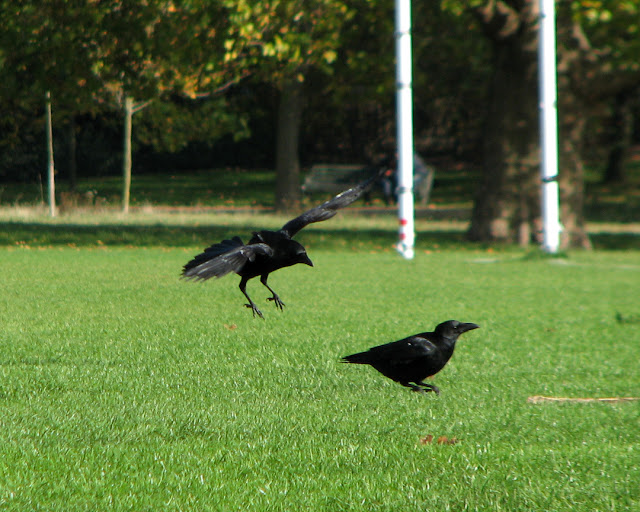 Crows, Regent's Park, London