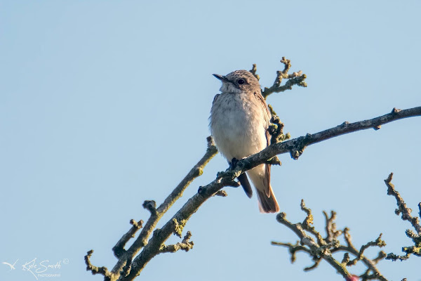 Spotted flycatcher