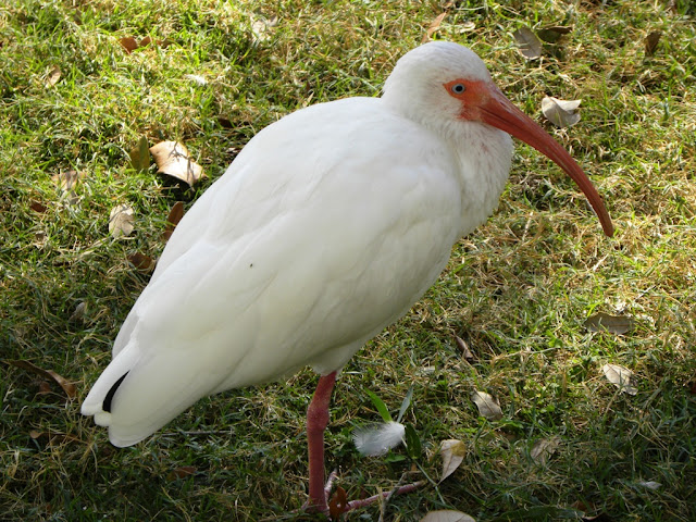 Birds in Bush Gardens