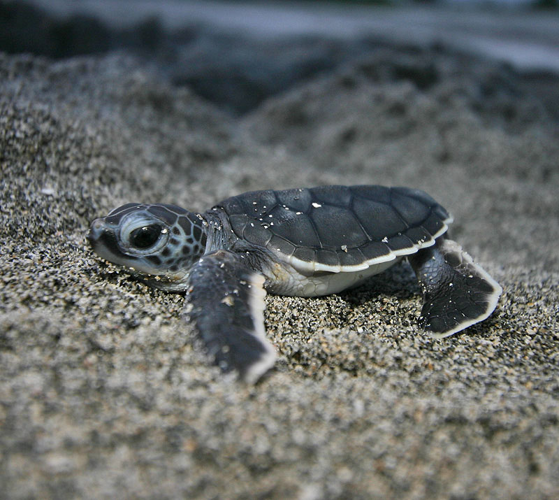 Cute Animals: Baby Sea Turtles