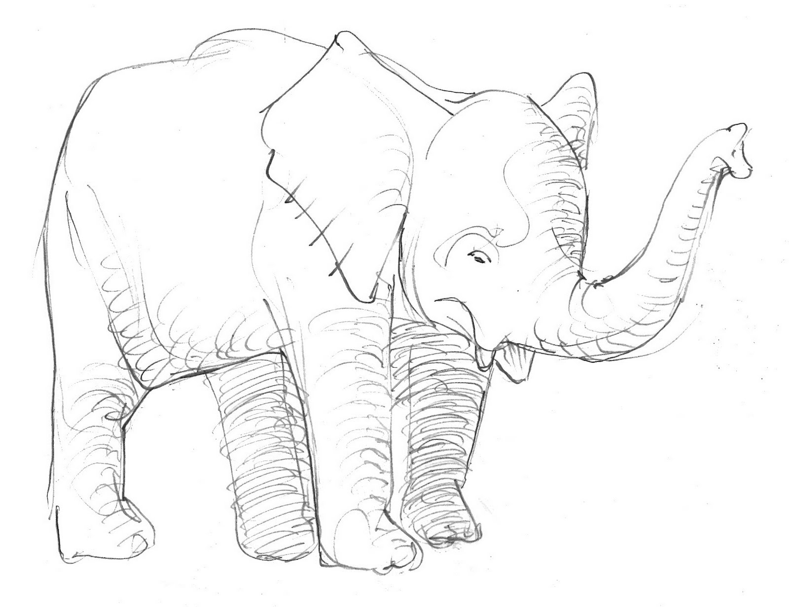 elephant drawings