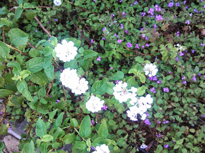 planta de lantana de color blanco