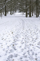 Snow Run in Tower Grove Park