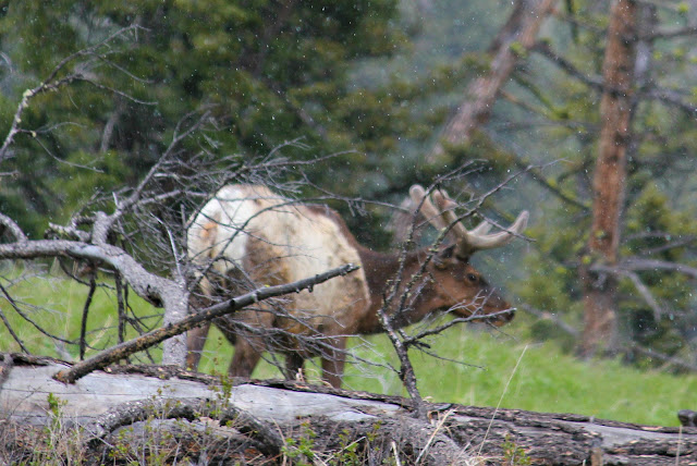 elk, velvet, Yellowstone, http://bec4-beyondthepicketfence.blogspot.com/2016/05/work-hard-play-hard.html
