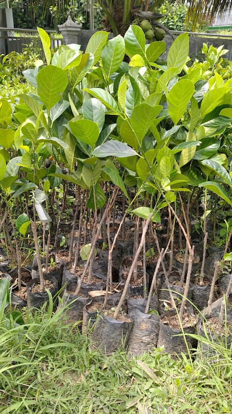 bibit tanaman nangka madu unggul jakarta barat Prabumulih